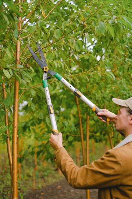 A gardener wearing a beige cap and brown jacket is trimming a tall, leafy tree using long-handled, pruned shears, positioned to reach high branches. The tree has bright green, ovate leaves with smooth