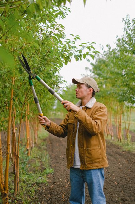 A gardener wearing a beige cap and brown jacket is trimming a tall, leafy tree using long-handled, pruned shears, positioned to reach high branches. The tree has bright green, ovate leaves with smooth